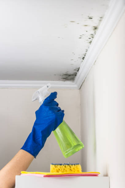 Best Office Mold Removal Services  in Bainbridge, PA
